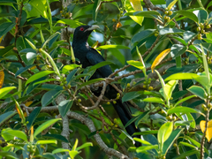 Eudynamys scolopaceus