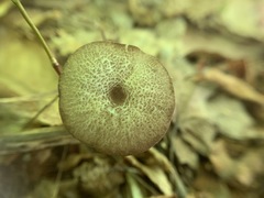 Entoloma fuscosquamosum