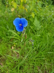 Commelina tuberosa
