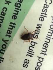 Pentatoma rufipes