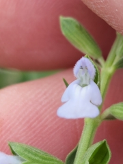 Salvia reflexa