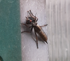 Neomochtherus geniculatus