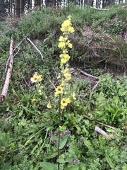 Verbascum chaixii