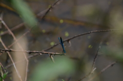 Calopteryx