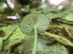 Entoloma fuscosquamosum