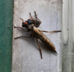 Neomochtherus geniculatus