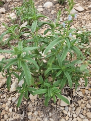 Salvia reflexa