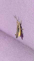 Chorthippus brunneus