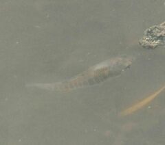 Fundulus heteroclitus