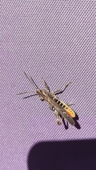 Chorthippus brunneus