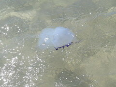 Rhizostoma pulmo
