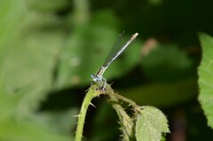 Platycnemis pennipes