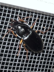 Pseudoophonus
