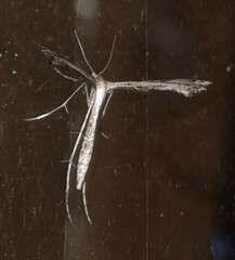 Stenoptilodes taprobanes