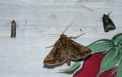 Autographa jota