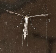 Stenoptilodes taprobanes