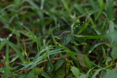 Diplacodes trivialis