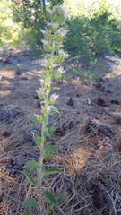 Phacelia heterophylla