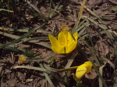 Nothoscordum dialystemon