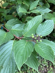 Cornus sericea