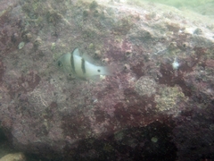 Apogonichthyoides sialis