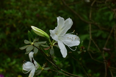 Rhododendron mucronatum