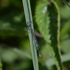 Platycnemis pennipes