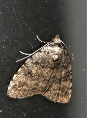 Tolpia conscitulana