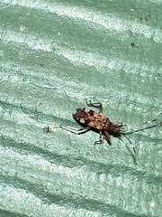 Ozophora picturata