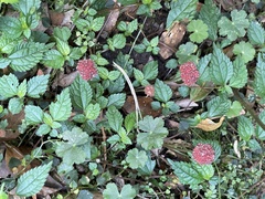 Lecanthus peduncularis