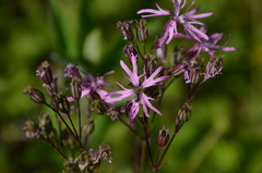 Silene flos-cuculi
