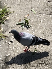 Columba livia domestica