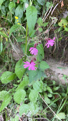 Silene dioica