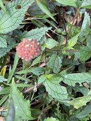 Lecanthus peduncularis