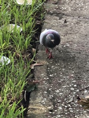 Columba livia domestica