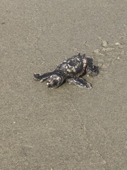 Caretta caretta