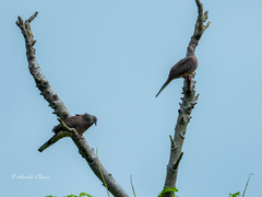 Streptopelia chinensis