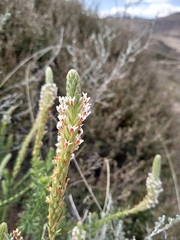 Hebenstretia integrifolia