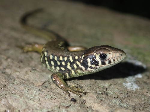 Iberian Emerald Lizard