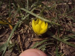 Nothoscordum dialystemon