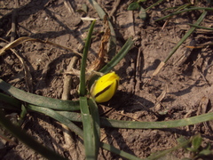Nothoscordum dialystemon
