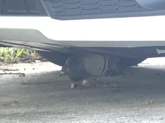 Columba livia domestica
