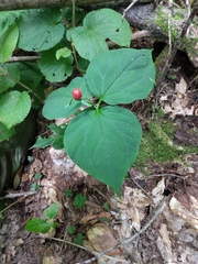 Trillium undulatum