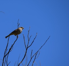 Emberiza calandra