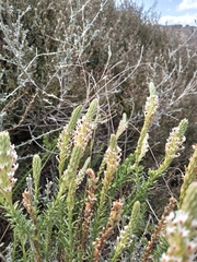 Hebenstretia integrifolia