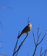 Emberiza calandra