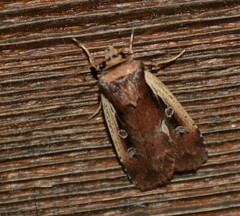 Ochropleura implecta