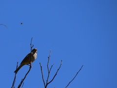 Emberiza calandra