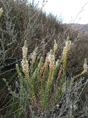 Hebenstretia integrifolia