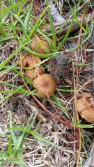 Conocybe tenera
